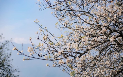 Sắp diễn ra Lễ hội Hoa Sơn Trà năm 2024 với nhiều hoạt động đặc sắc