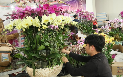 Thợ cắm hoa lan kiếm cả trăm triệu đồng dịp cận Tết