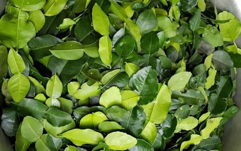 Loại lá thường được cho ở chợ Việt, ra nước ngoài 8 triệu/kg, tác dụng cực tốt cho gan