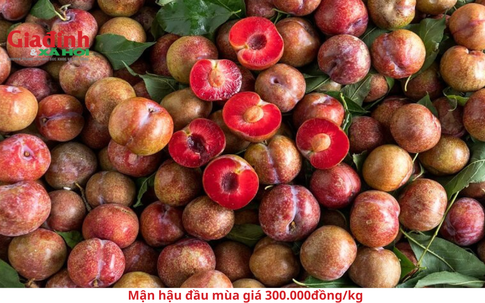 Giá mận hậu đầu mùa 300.000 đồng/kg đắt hơn cả hàng Australia nhập khẩu