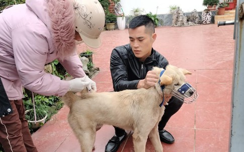 Quảng Ninh: Chó nhiễm virus dại, cắn 14 học sinh và người dân