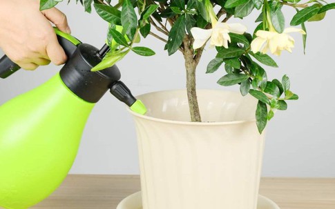 6 loại 'rác nhỏ' là 'xơ miễn phí', vun một nắm vào chậu hoa đảm bảo đất sẽ tươi tốt