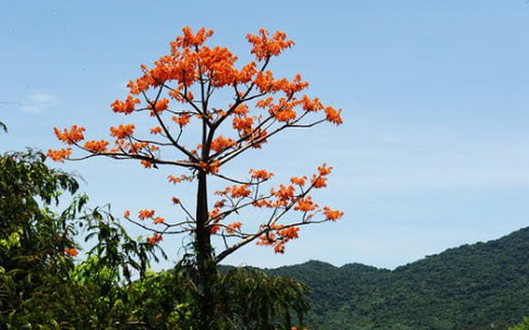 Cây ngô đồng có giá trị và ý nghĩa phong thủy, nhưng đây là lý do không nên trồng ngô đồng trong vườn nhà (2)