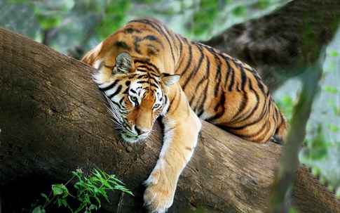 4 con giáp dễ gặp rắc rối tiền bạc