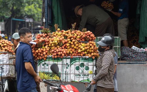 Người nông dân Bắc Giang khóc ròng vì vải thiều được giá lại mất mùa chưa từng có trong 30 năm