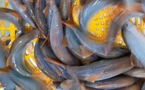 Loại cá đặc sản miền Tây rớt giá, dân rao bán chỉ từ 300.000 đồng/kg