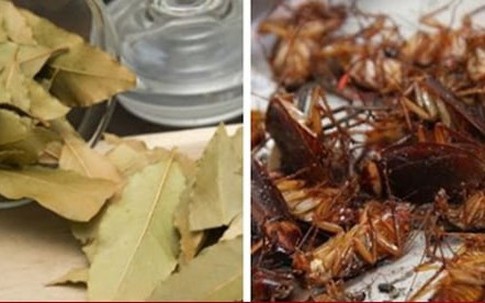 Mẹo diệt gián hiệu quả, đuổi gián chạy không dám quay lại