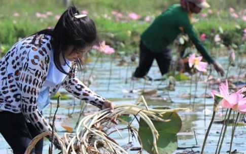 Ngó sen là bộ phận nào của cây sen?