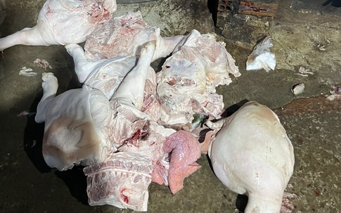 Cận cảnh 2 cơ sở giết mổ động vật trái phép, không đảm bảo vệ sinh thú y, thịt lợn bày la liệt dưới nền đất bẩn