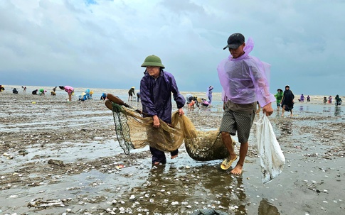 Cả dãy ngao trải dài hơn 1km dạt vào bờ, người dân đổ xô ra biển nhặt 'lộc trời' sau bão số 4