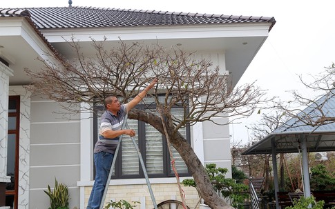 Bán 4 cây mai vàng, người nông dân ở Quảng Ninh đủ tiền xây nhà đẹp