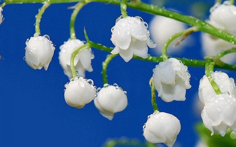 Số cuối ngày sinh Âm lịch của người giỏi giang: Giống như rượu ngon, càng để lâu càng thơm