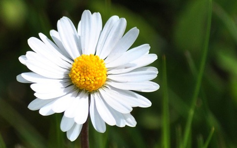 Ngày sinh Âm lịch của người luôn khiến gia đình tự hào