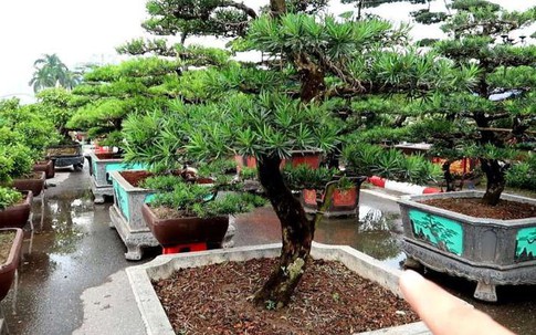 Trồng cây này trước cửa, nhà vừa yên bình vừa hút tài lộc – chuyên gia phong thủy khuyên ai cũng nên biết