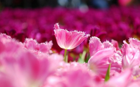 Số cuối ngày sinh Âm lịch của người kiên trì: Càng chăm chỉ về già càng phú quý