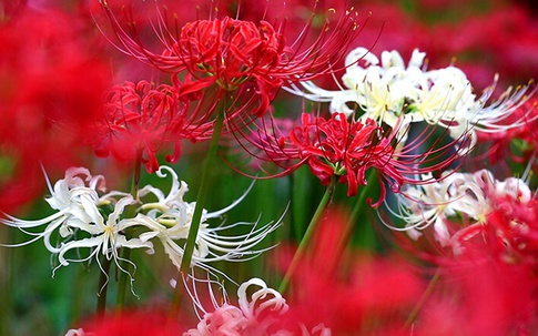 Loại cây mà bạn nhất định phải tránh nếu không muốn công việc làm ăn khó khăn, tài lộc ngày một hao hụt