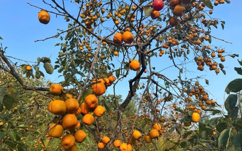 Vườn hồng cổ trăm tuổi dưới chân núi Đại Huệ tiêu điều sau bão