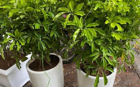 Loại cây người giàu thích trồng trước cửa để 'hút vận may, đổi vận xui', phú quý chảy vào nhà không ngừng