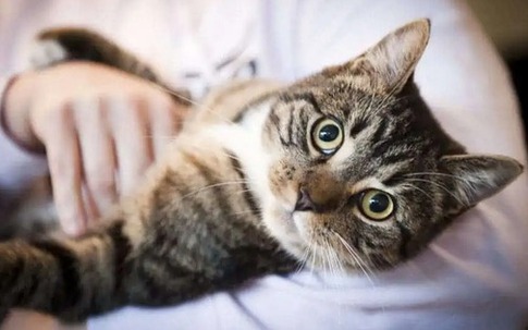 Nuôi mèo có thể thay đổi bộ não của bạn và cả của mèo: Khoa học tiết lộ bí mật đằng sau mối liên kết đặc biệt này