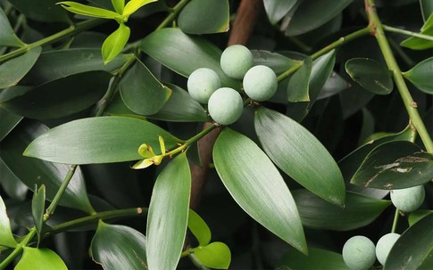 Loại cây cảnh dùng để khai vận