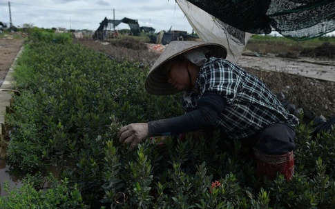 Thăm thủ phủ cây cảnh lớn nhất Ninh Bình hồi sinh để kịp phục vụ Tết