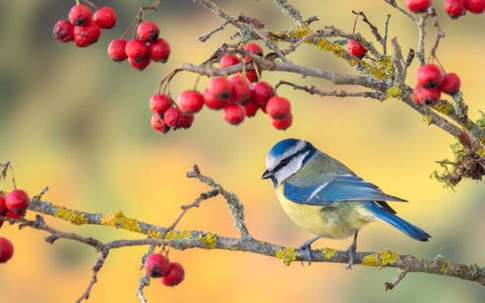 Ngày sinh Âm lịch "cất giữ Thần Tài": Càng lớn tuổi càng sung túc, phú quý