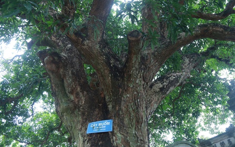 Chiêm ngắm 'báu vật xanh' hàng trăm tuổi 'ngự' tại chùa Tháp ở Ninh Bình
