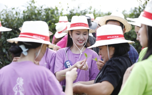 30 cô gái đẹp của Hoa hậu Du lịch Dân tộc Việt Nam 2025 trải nghiệm hái chè ở Mộc Châu