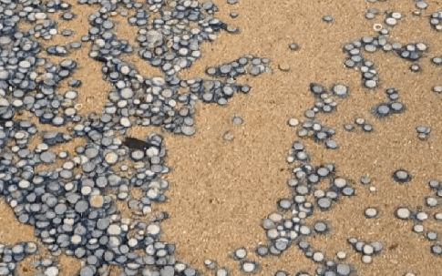 Phát hiện kho báu đồng xu rải rác trên bãi biển: Sự thật đằng sau "nổi da gà"