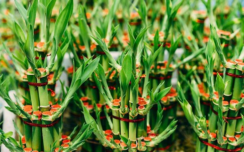 Trồng 3 loại cây này trong nhà để mang vượng vận, trăm đường lợi không một đường hại