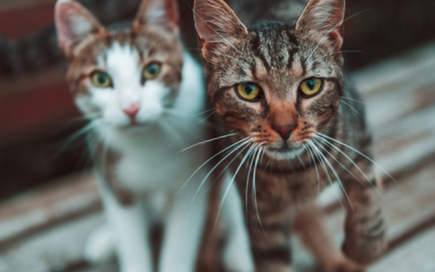 Sau ly hôn vẫn phải chu cấp tiền nuôi mèo cho vợ cũ suốt 10 năm