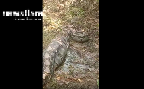 Nhìn ra vườn, người dân phát hiện cảnh tượng nổi da gà