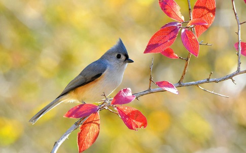 Tháng sinh Âm lịch của người có sức hút, quan hệ rộng