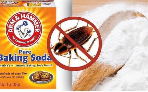 Diệt gián bằng baking soda sao cho hiệu quả
