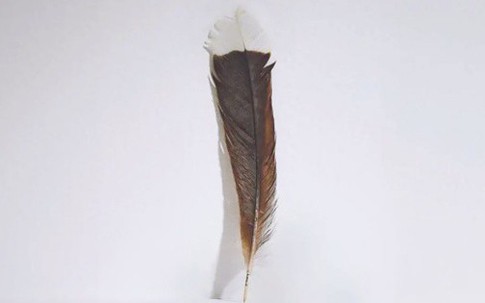 Cận cảnh chiếc lông chim hơn 700 triệu đồng, có gì đặc biệt mà "đắt hơn vàng"?