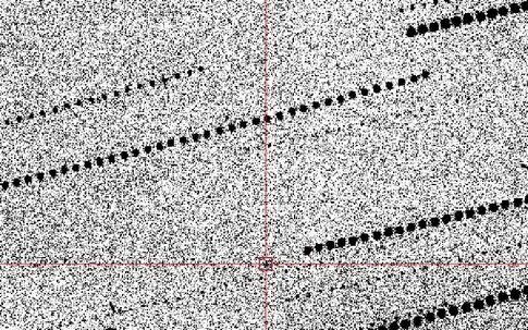 Người đàn ông 39 tuổi tử vong vì bị kiến cắn khi đang tỉa cây