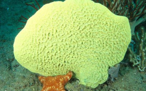 Loài vật này giống "thủy tổ" của chúng ta nhất