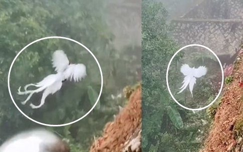 Thực hư đàn 'phượng hoàng trắng' bất ngờ xuất hiện, bay lượn giữa trời: Ở Việt Nam cũng có loài này