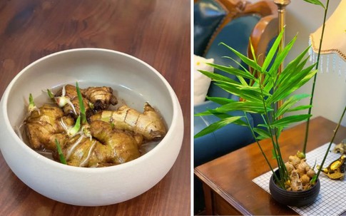 Đặt chậu gừng phong thủy trên bàn làm việc và trong nhà giúp thu hút năng lượng tốt, gia tăng tài lộc phú quý về