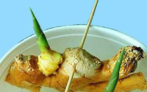 Chơi chậu gừng phong thủy trong nhà: 5 điều cần biết khi trồng giúp bạn đón được vận tốt trước Tết