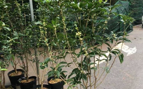 Cây cảnh phong thủy nhà giàu ưa chuộng trồng trước cửa nhà: Vừa đẹp, vừa dùng uống trà tốt cho sức khỏe