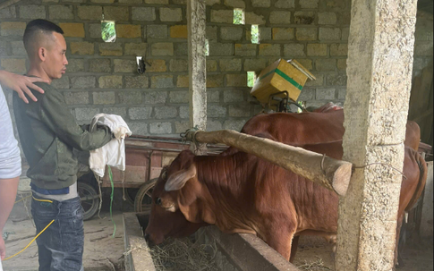 Tuyên Quang: Bắt người đàn ông trộm 3 con bò trong 2 giờ đồng hồ 