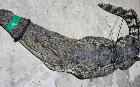 Thấy lưới rung dữ, người đàn ông hoảng hốt phát hiện cá sấu quẫy bên trong