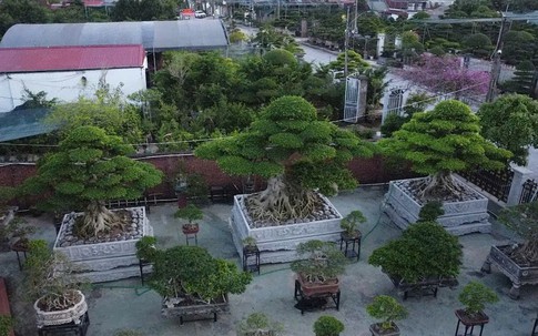 Chiêm ngưỡng bộ ba sanh cổ hiếm có ở Ninh Bình, chủ nhân từ chối bán giá triệu đô