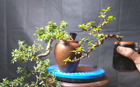 Ý nghĩa phong thủy của từng dáng cây Bonsai
