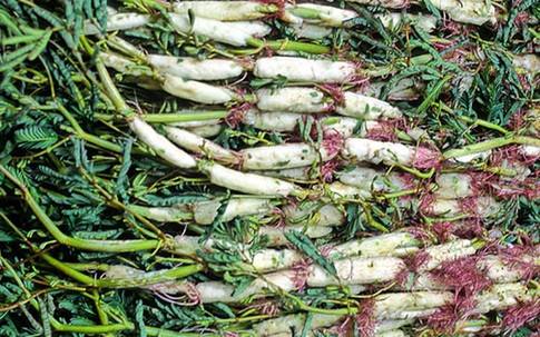 Để có một nồi lẩu gà lá giang tròn vị và giàu giá trị dinh dưỡng, hãy ăn cùng loại rau sau