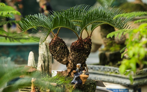 Top cây phong thủy cho vườn vừa đẹp, vừa hút tài lộc, gia tăng vượng khí