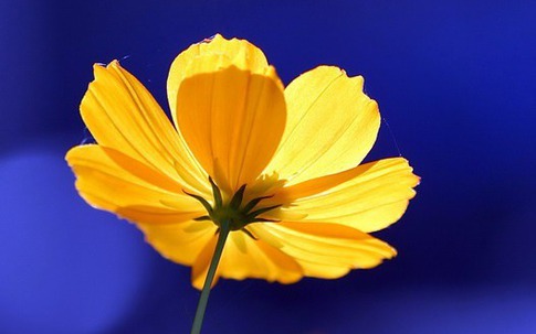 Chỉ cần xem ngày sinh Âm lịch là biết gia đình có vượng phát hay không