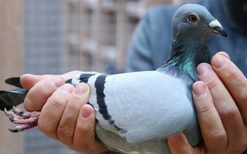 Choáng với bồ câu 35 tỷ: Đắt đỏ đến mức phải thuê vệ sĩ riêng bảo vệ