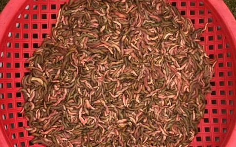 Cãi nhau với em vì mấy cân rươi, anh cả 4 năm không đến đám giỗ mẹ